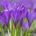 Krokus