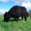 Galloway X Welsh Black