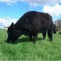Galloway X Welsh Black