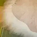 die feine Kräuselung ist hier sichtbar