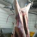 Momentan hängt der Schlachtkörper zum reifen im Kühlhaus