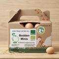 Bodden Minis