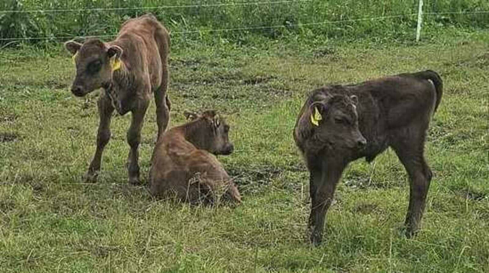 Weisstal Wagyu