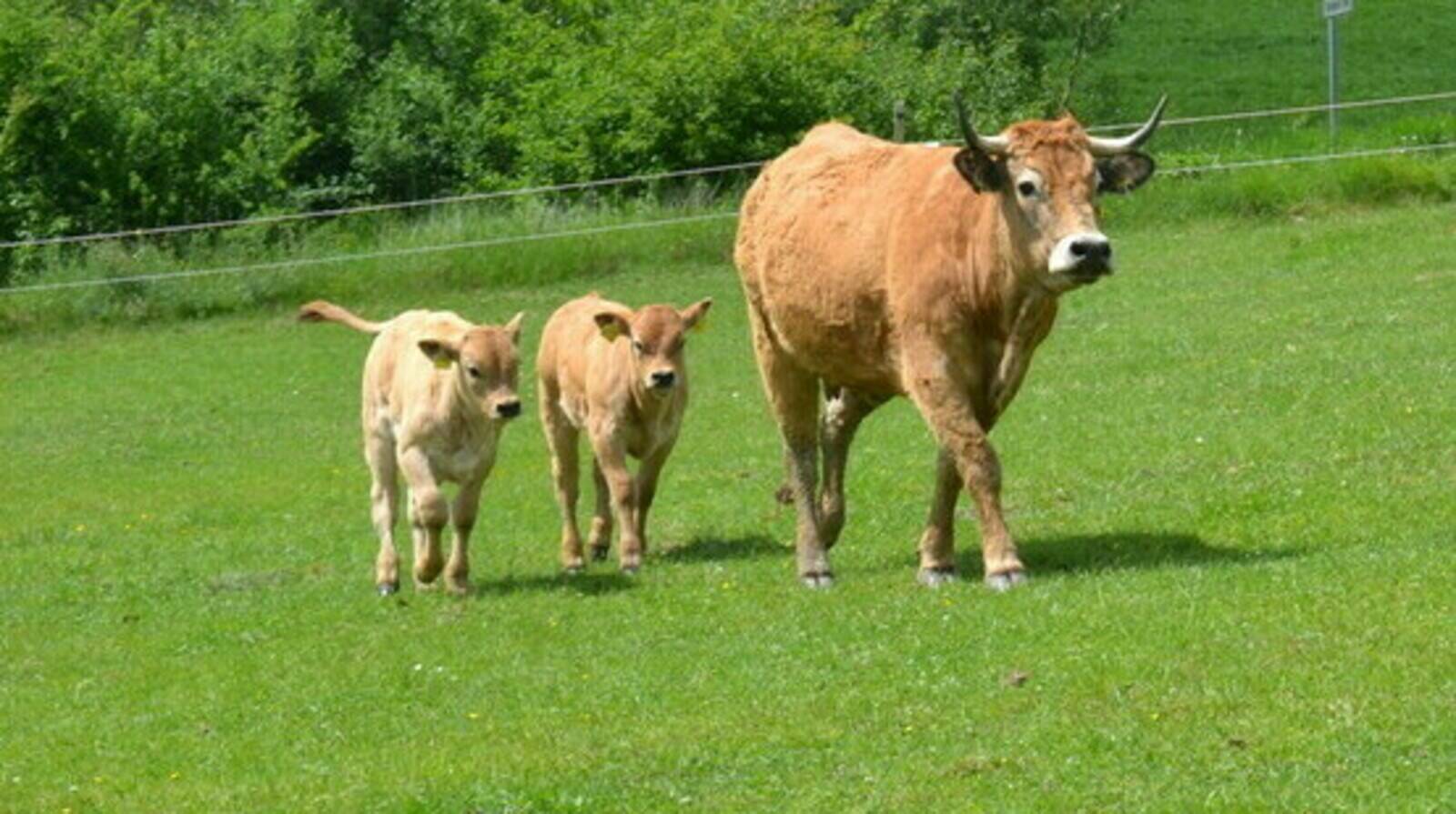 Laugnatal Aubrac