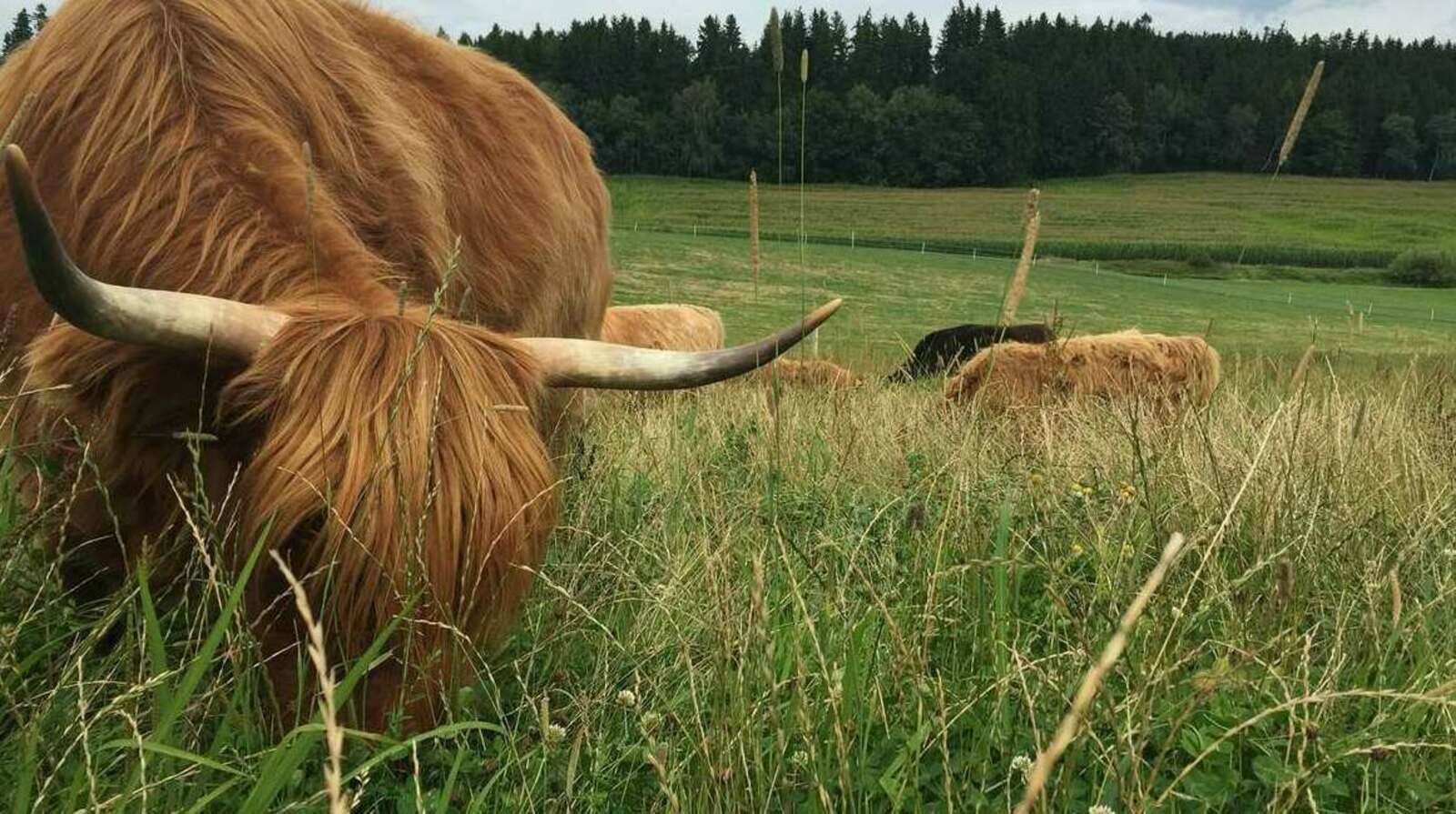 Weiler Weidefleisch