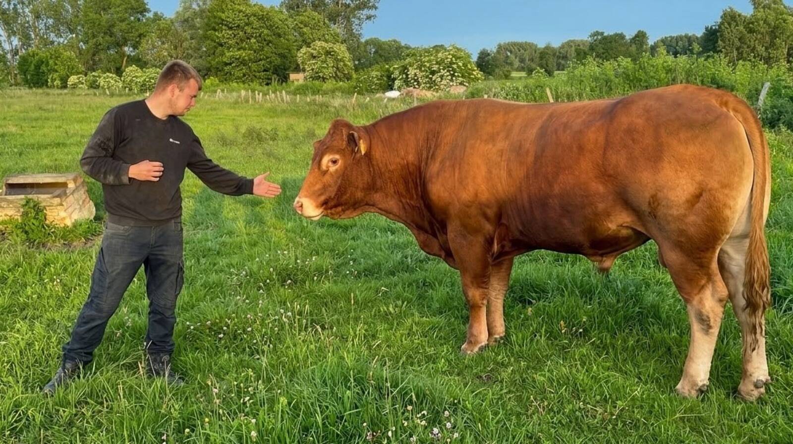 Weidefleisch aus dem Bruch