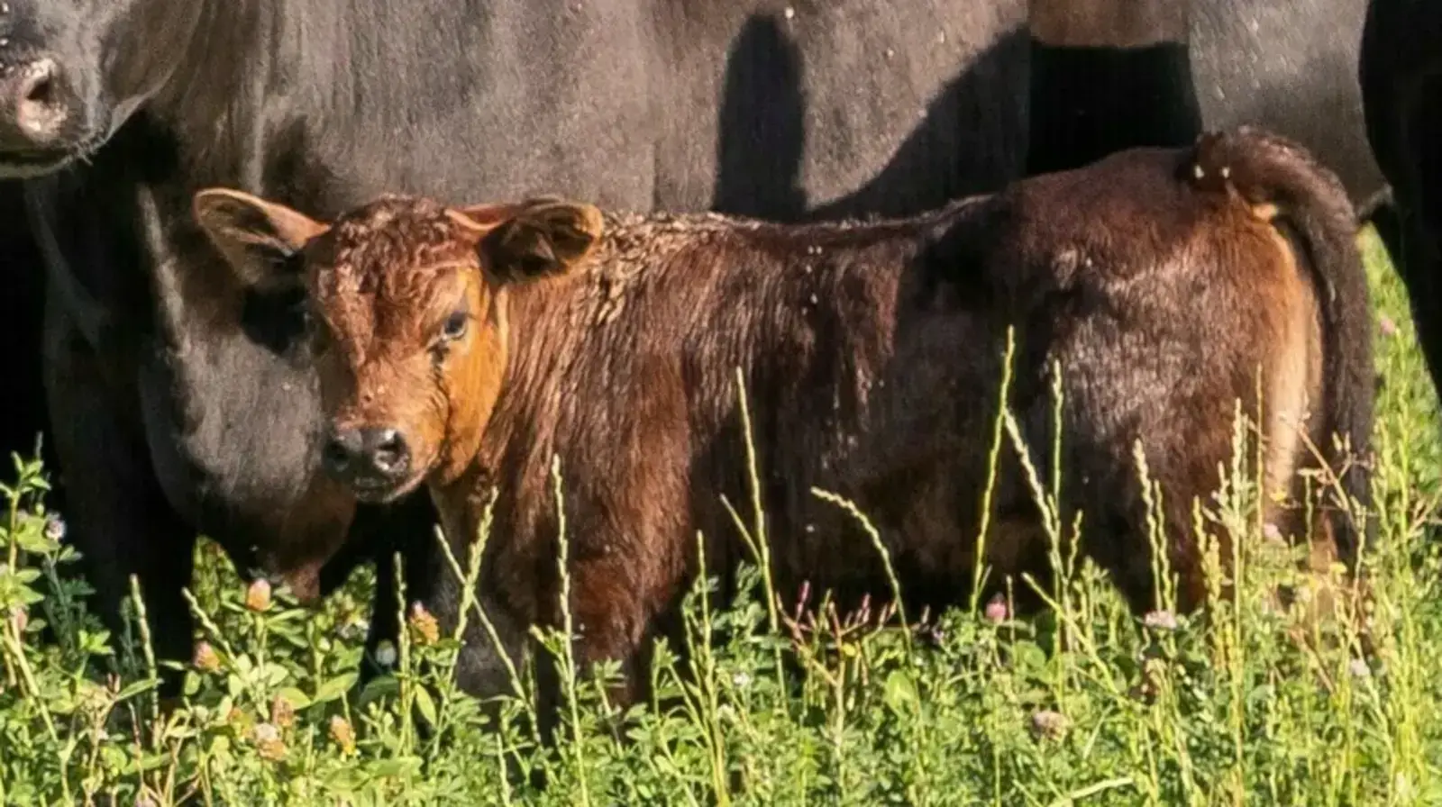 Kalb auf der Weide