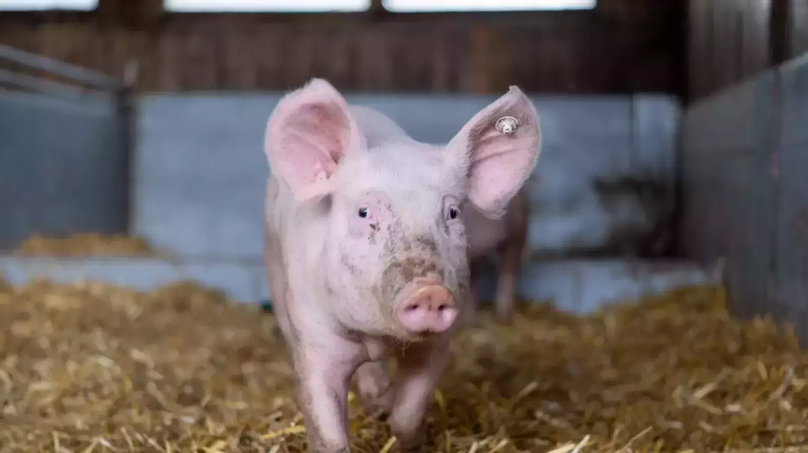 Stroh-Schweine