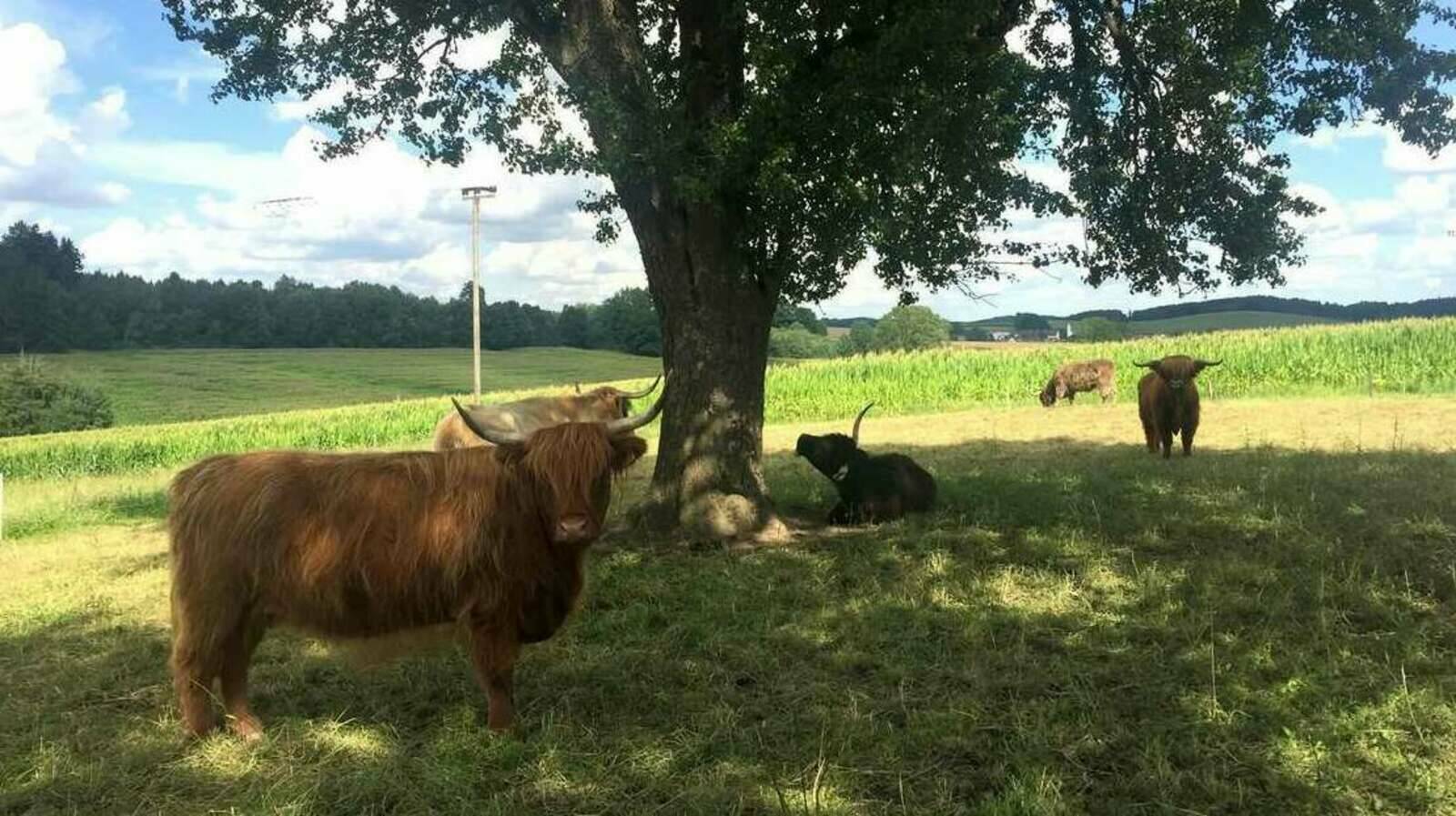 Weiler Weidefleisch