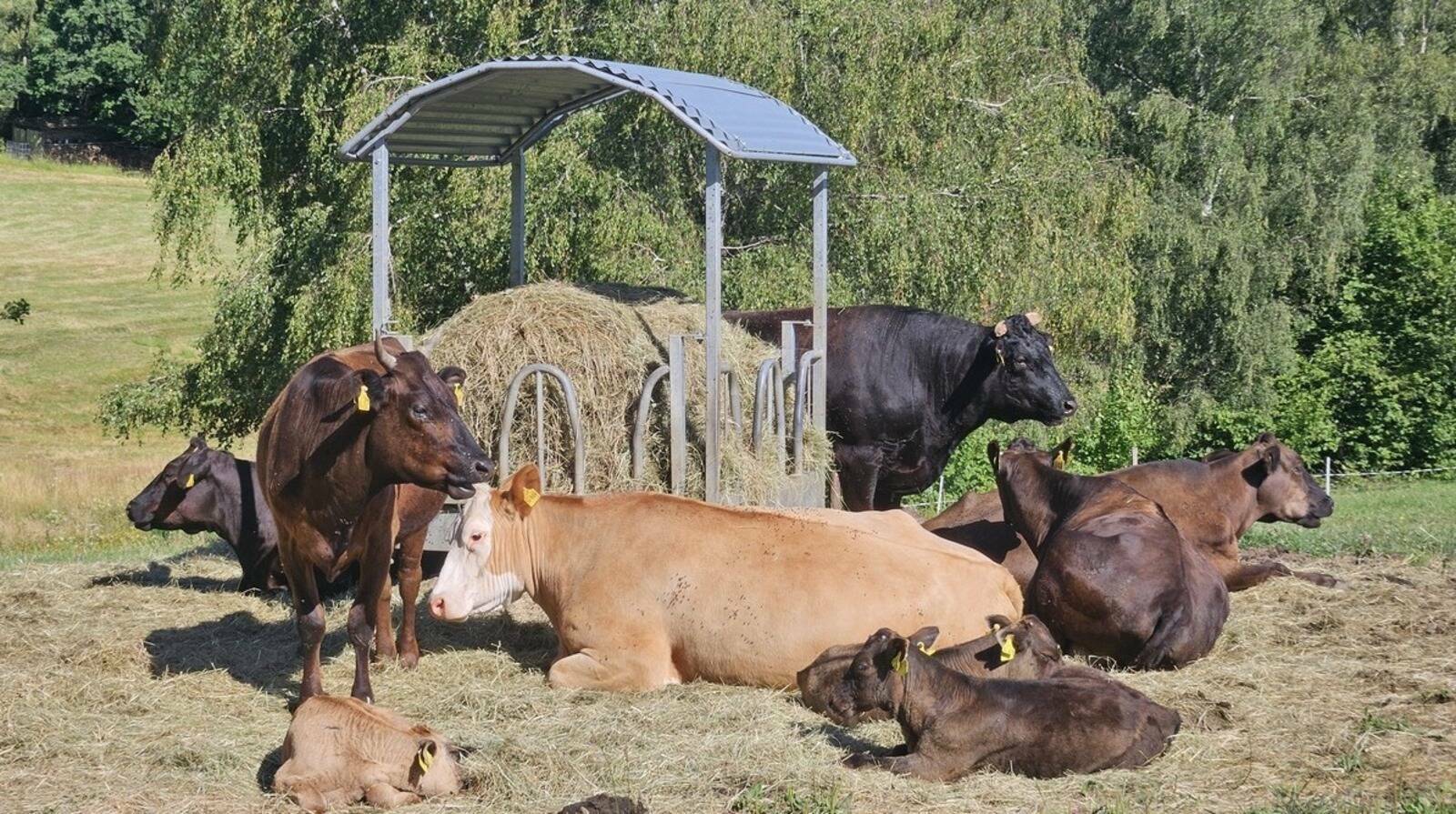 Weisstal Wagyu