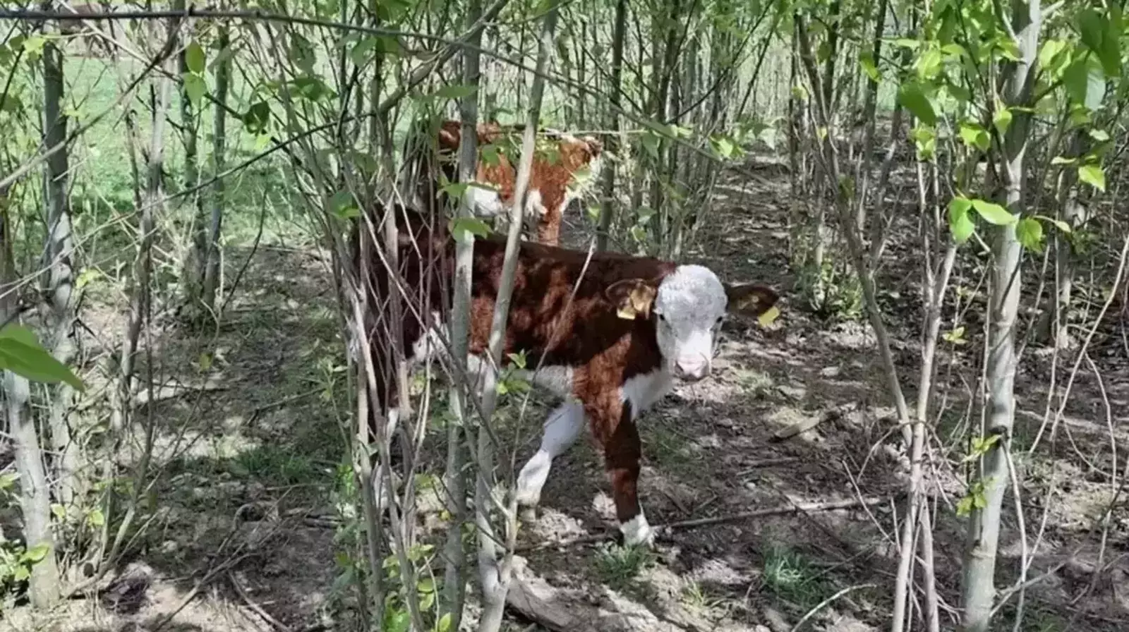 Ein junges Rind welches im Gebüsch im Schatten steht