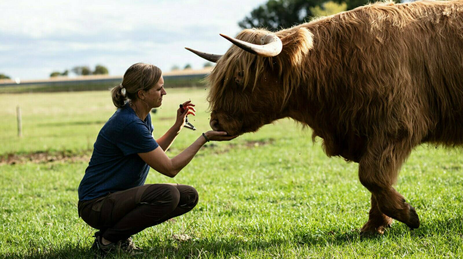Highland-Cattle vom Michelbach