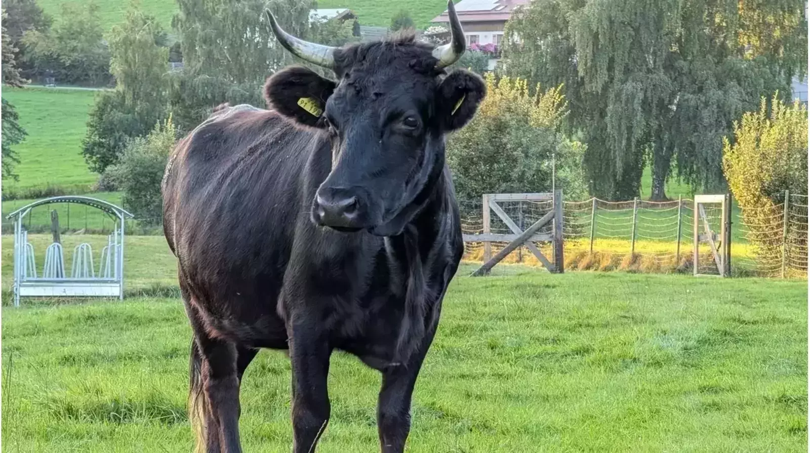 Unsere Dexterkuh Mera