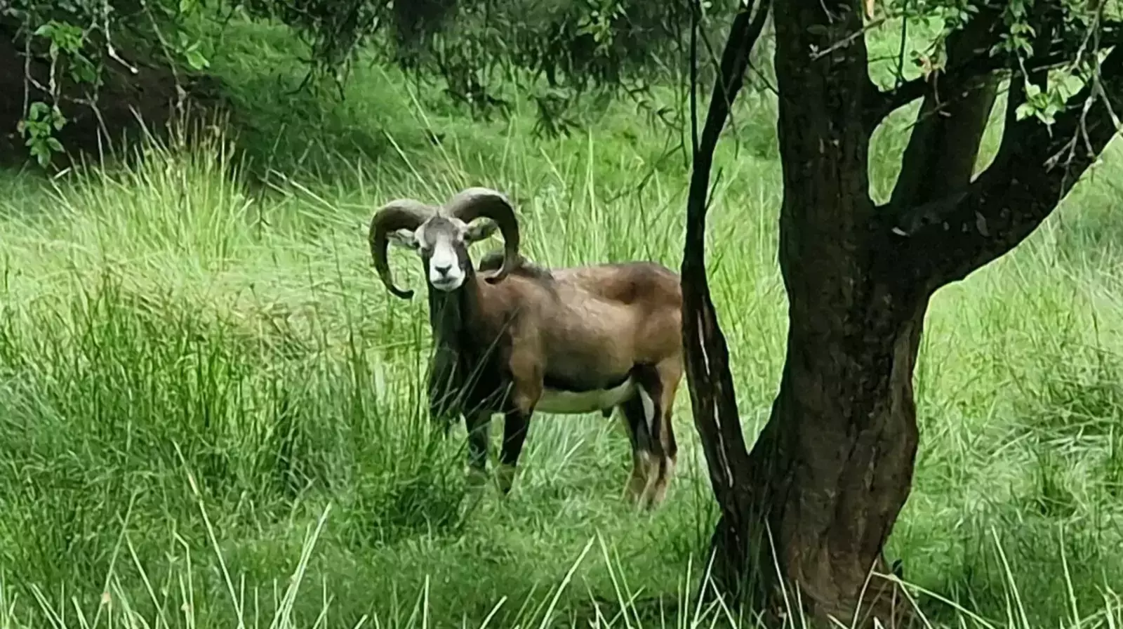 Mufflon