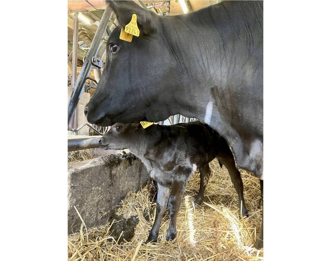 Bramwald Wagyu