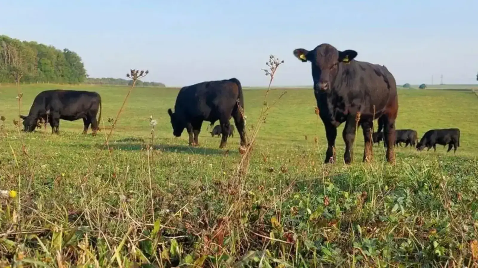 Rinder auf der Wiese von Klosterberg Alm Angus