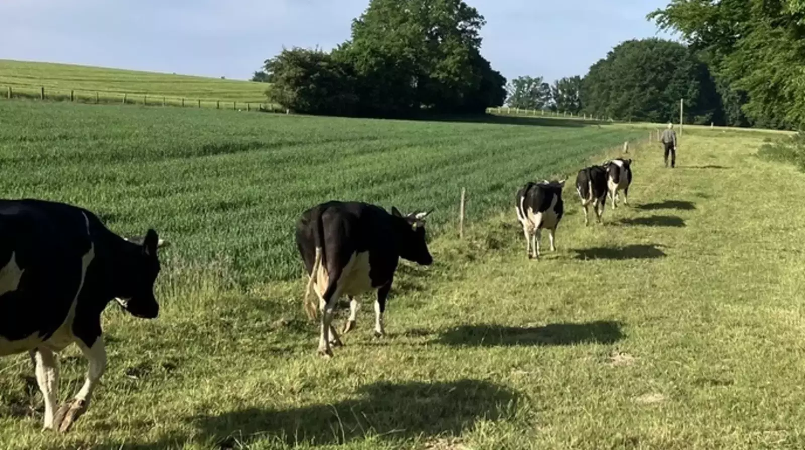 Bauer Bünte führt die Kühe auf eine neue Weide