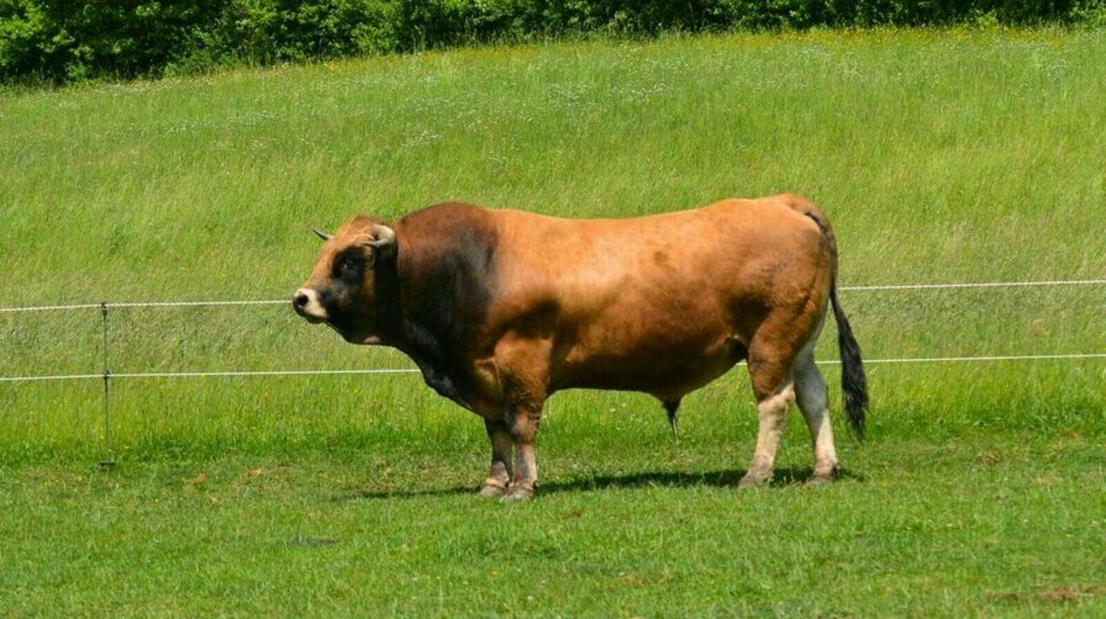 Laugnatal Aubrac