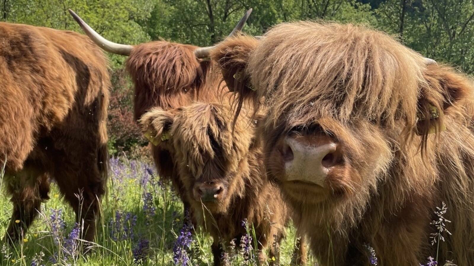 Highland-Cattle vom Michelbach