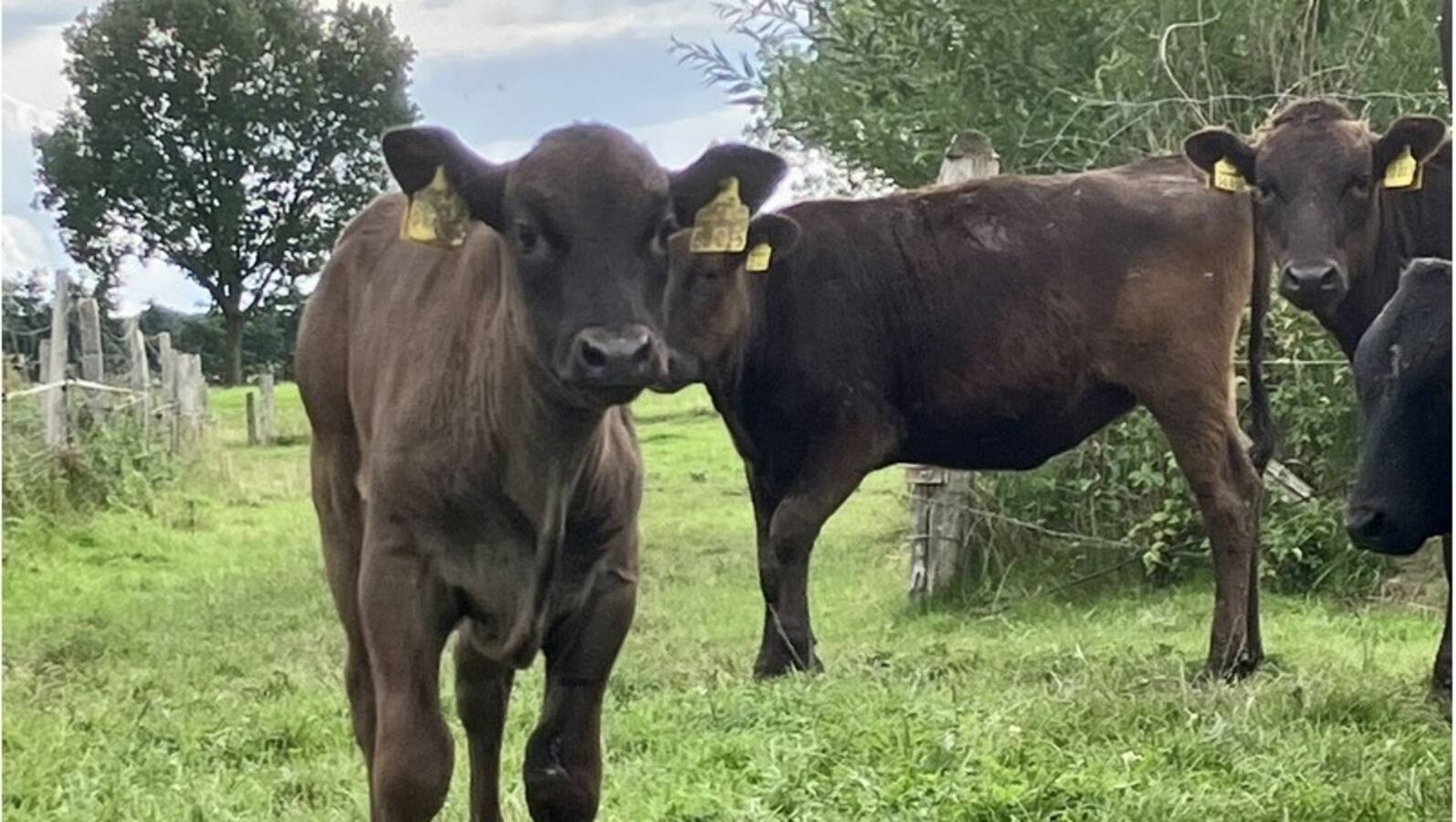 Bramwald Wagyu