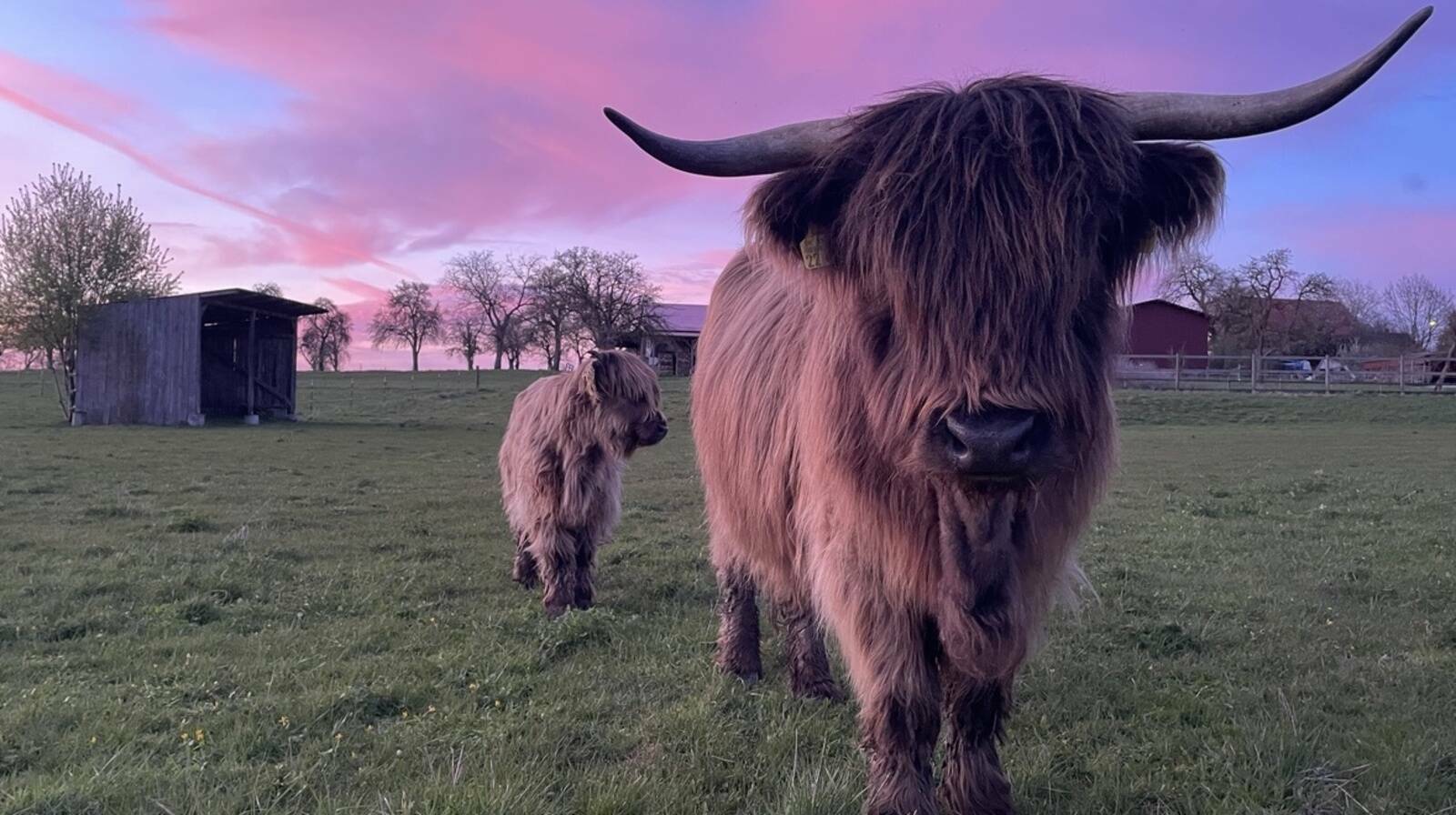 Highland-Cattle vom Michelbach