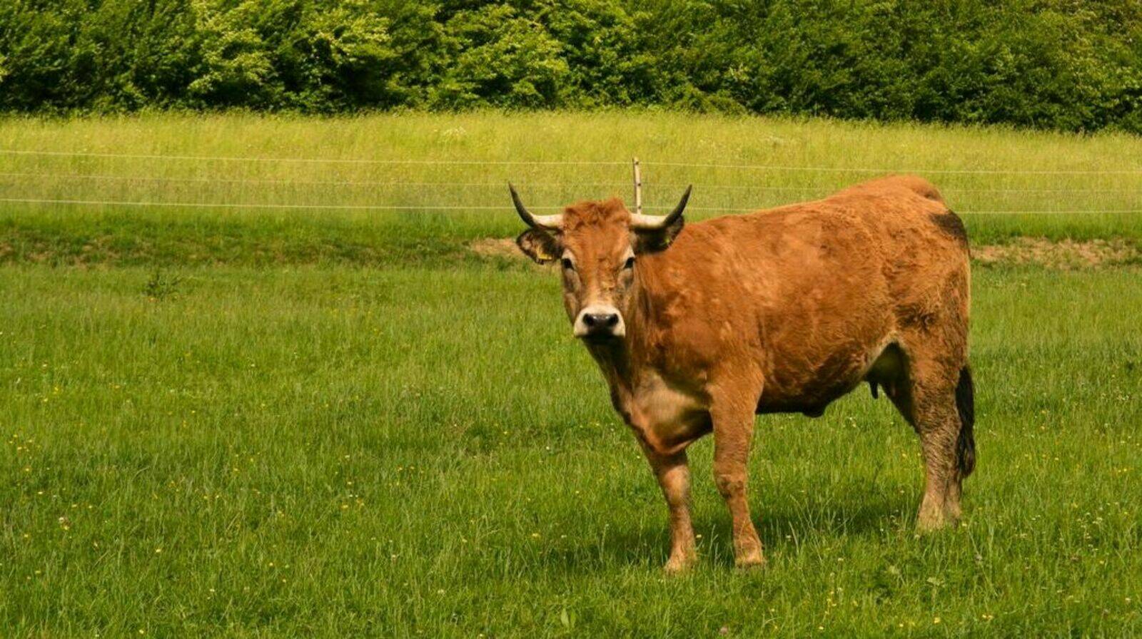 Laugnatal Aubrac