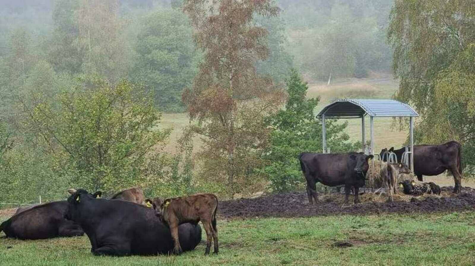 Weisstal Wagyu