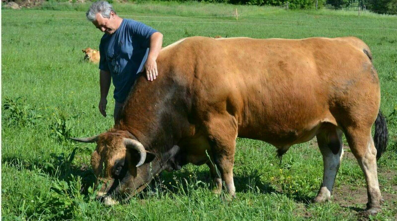 Laugnatal Aubrac
