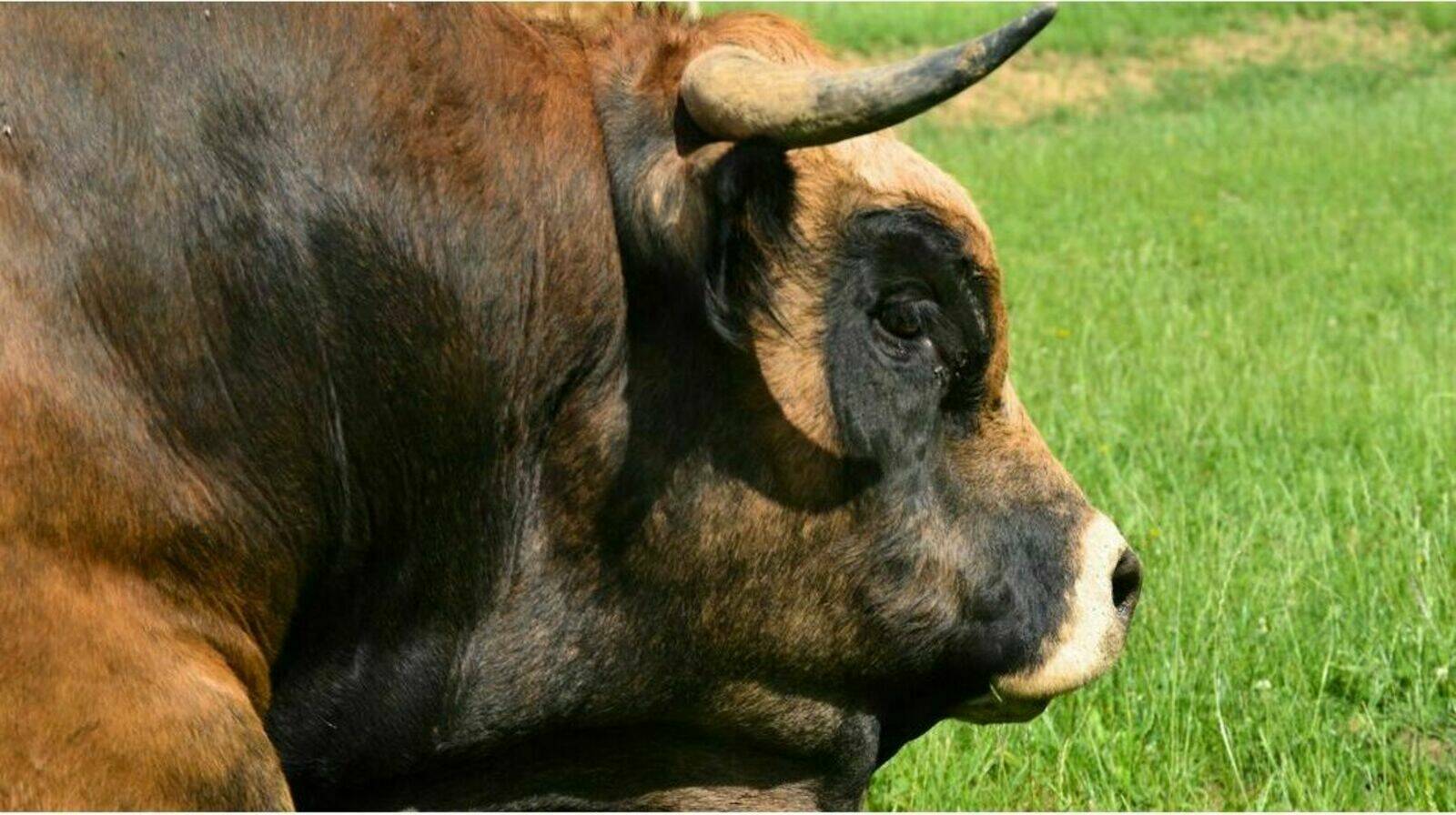 Laugnatal Aubrac
