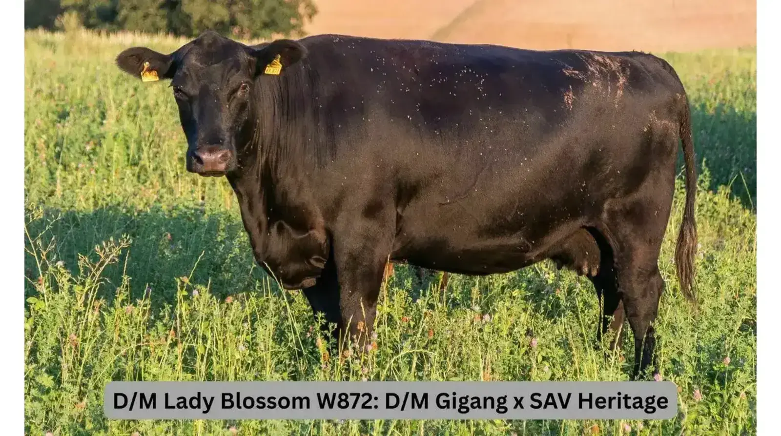 D/M Lady Blossom W872