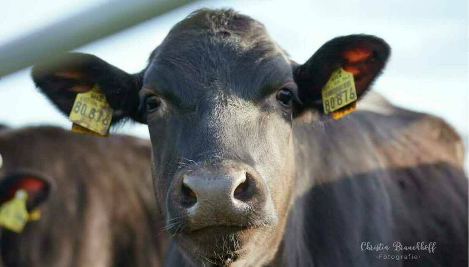 Bramwald Wagyu