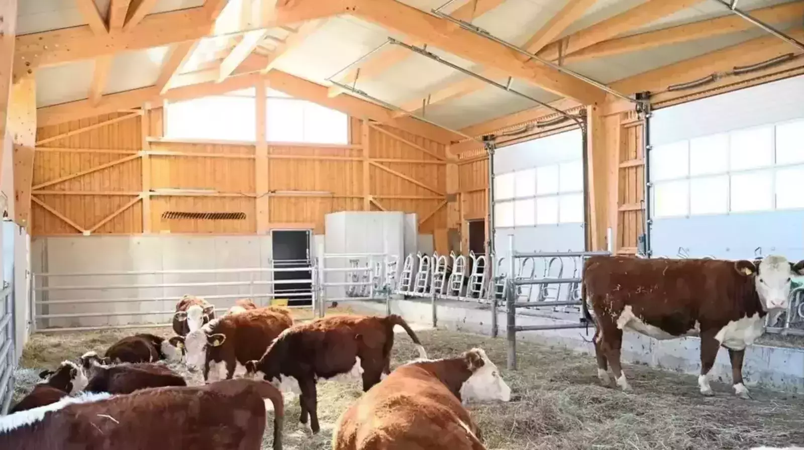 Innenansicht eines Kuhstalls mit einer Herde Rinder die teils stehen und liegen