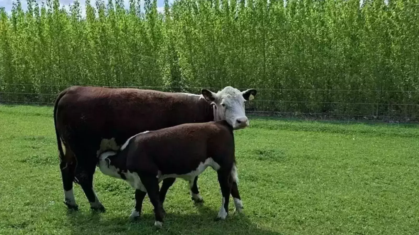 Ein säugendes Kalb welches mit seiner Mutter auf der Weide steht