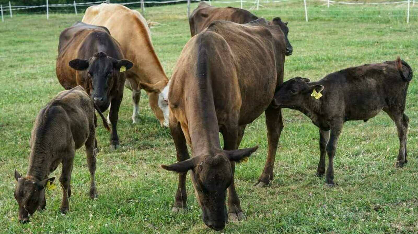 Weisstal Wagyu