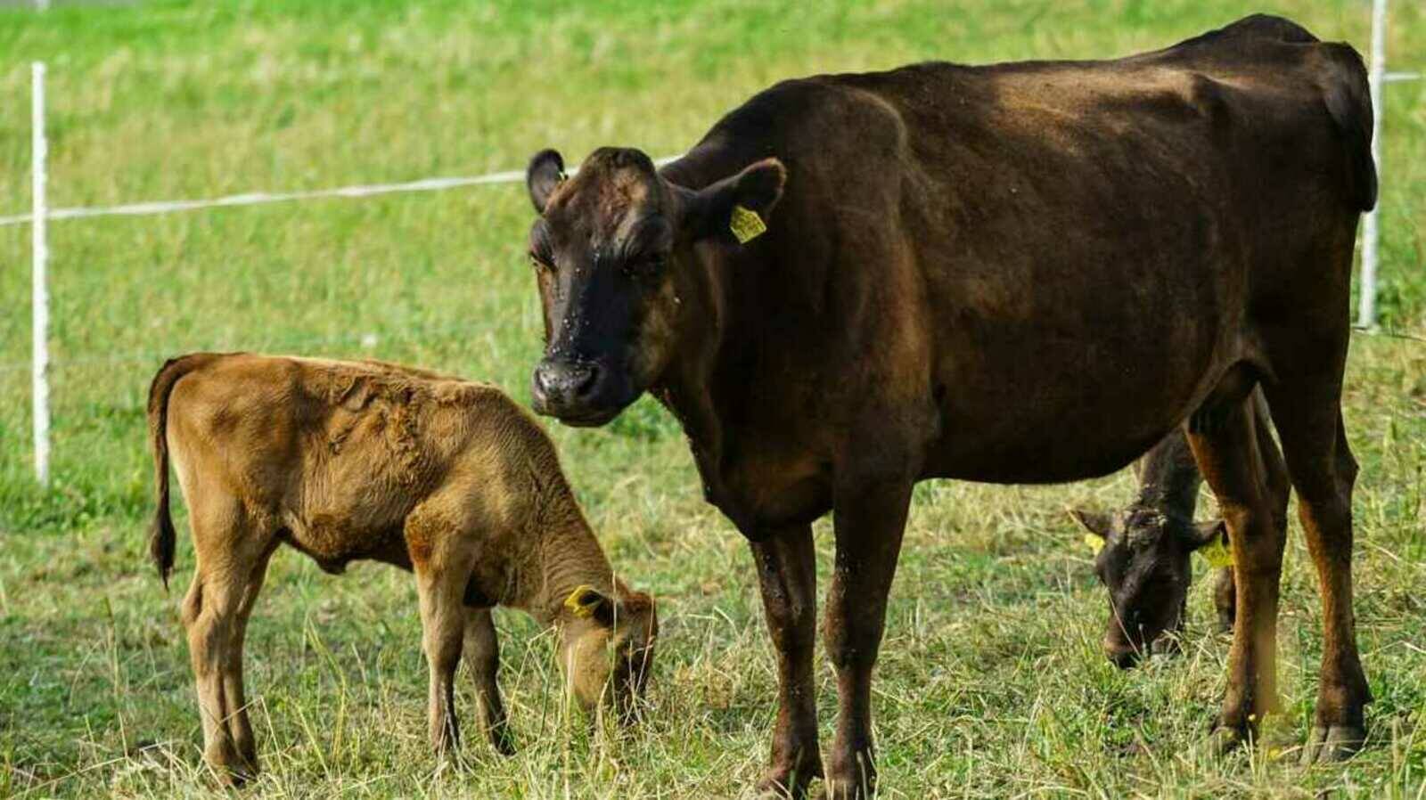 Weisstal Wagyu