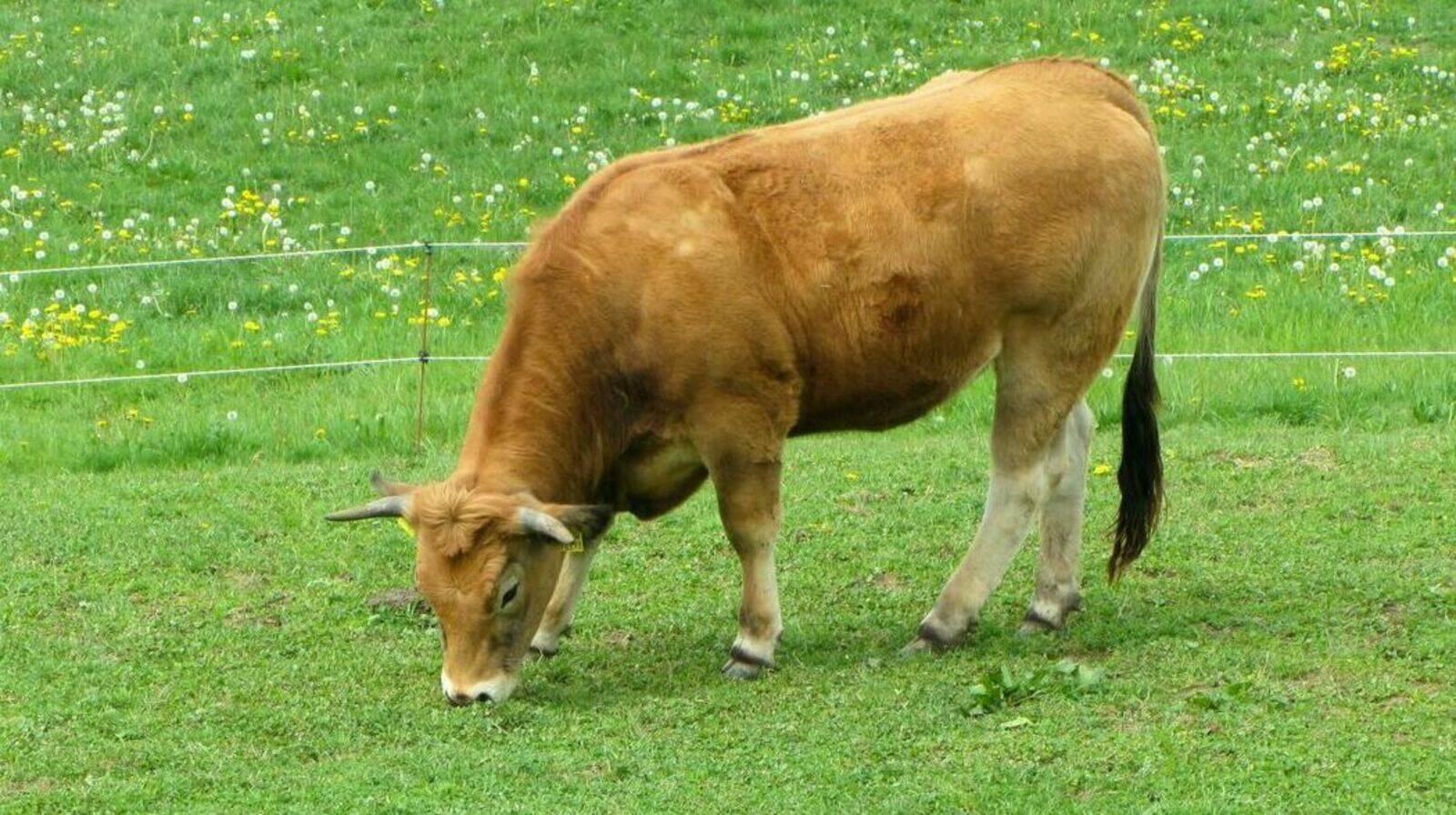 Laugnatal Aubrac