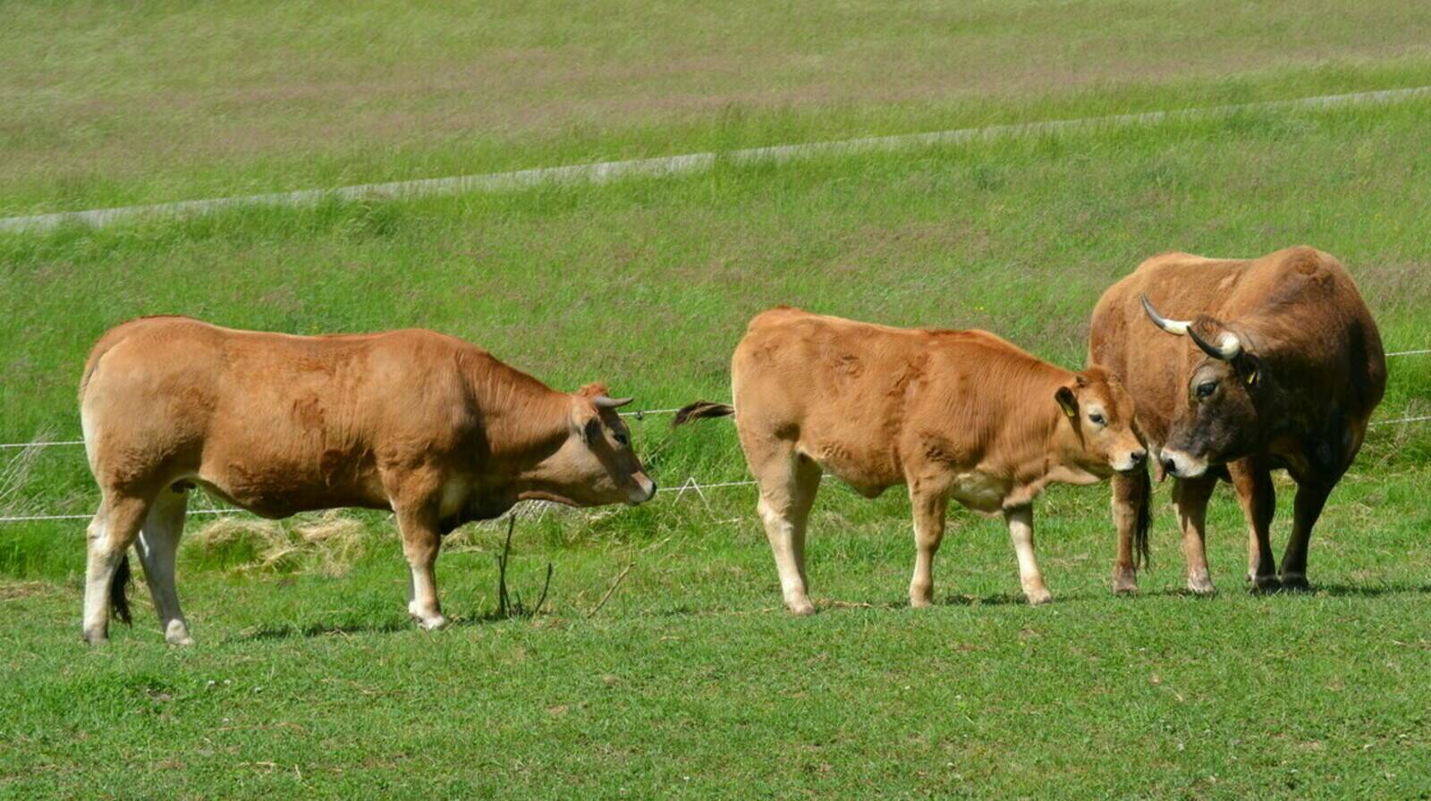 Laugnatal Aubrac