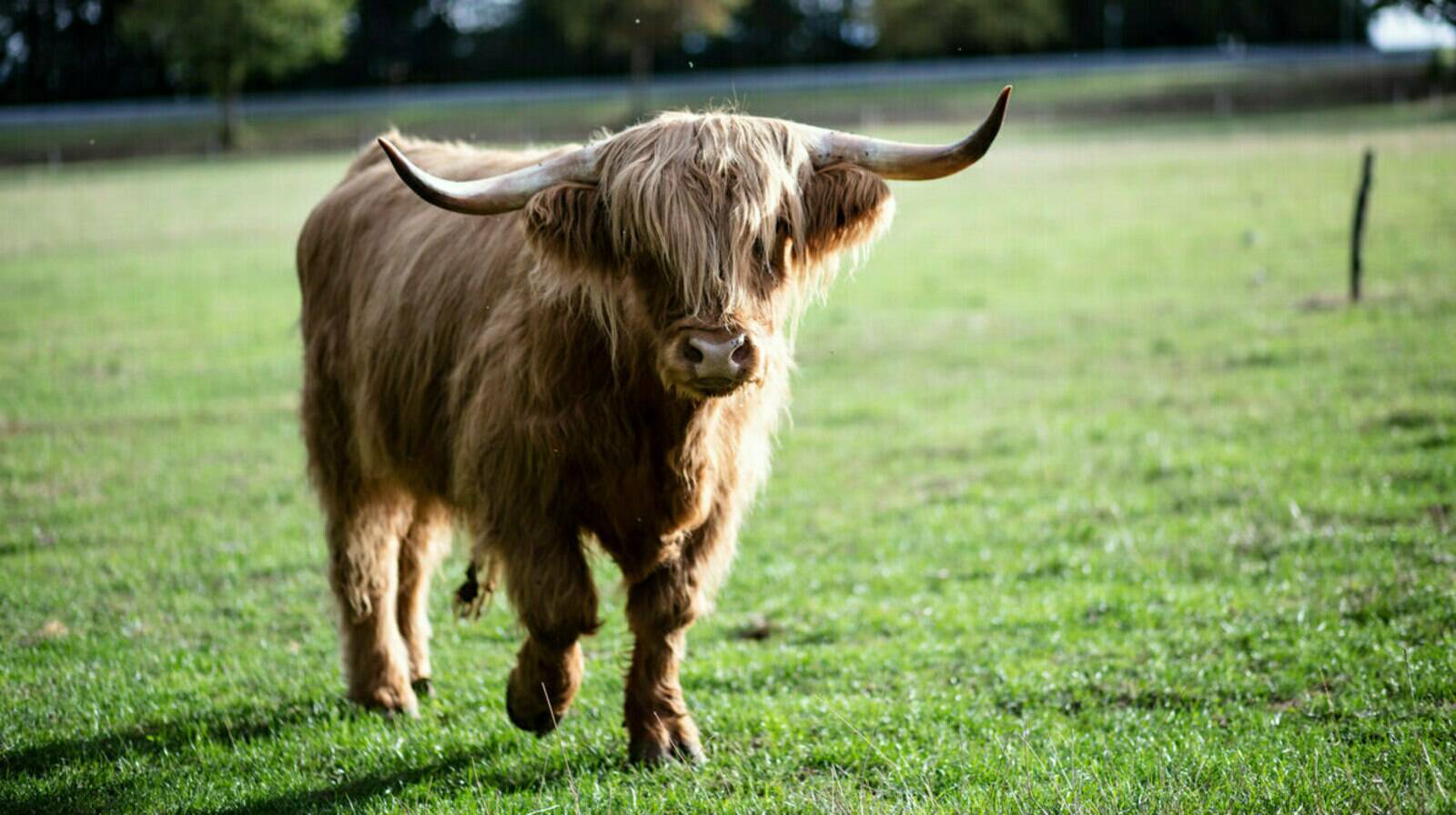 Highland-Cattle vom Michelbach